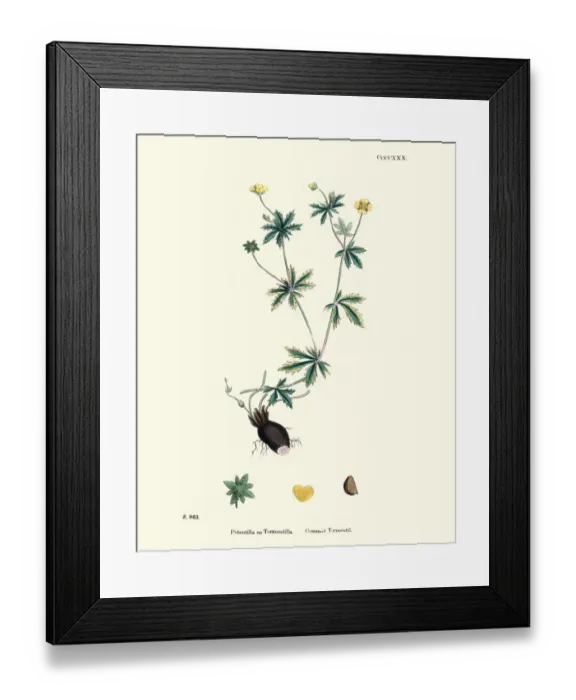 Framed Print : Botany, Potentilla erecta, common tormentil, Flower, plant, botanical print Framed Print : Botany, Potentilla erecta, common tormentil, Flower, plant, botanical print