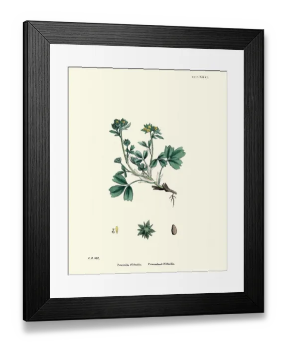 Framed Print : Botany, Sibbaldia procumbens, creeping sibbaldia, Flower, plant, botanical print Framed Print : Botany, Sibbaldia procumbens, creeping sibbaldia, Flower, plant, botanical print