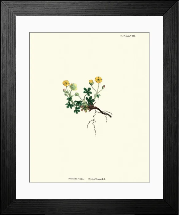Framed Print : Botany, Potentilla neumanniana, spring cinquefoil, Flower, plant, botanical print Framed Print : Botany, Potentilla neumanniana, spring cinquefoil, Flower, plant, botanical print