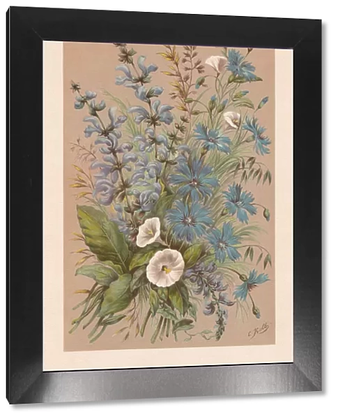 Meadow clary and cornflowers, chromolithograph, published in 1894