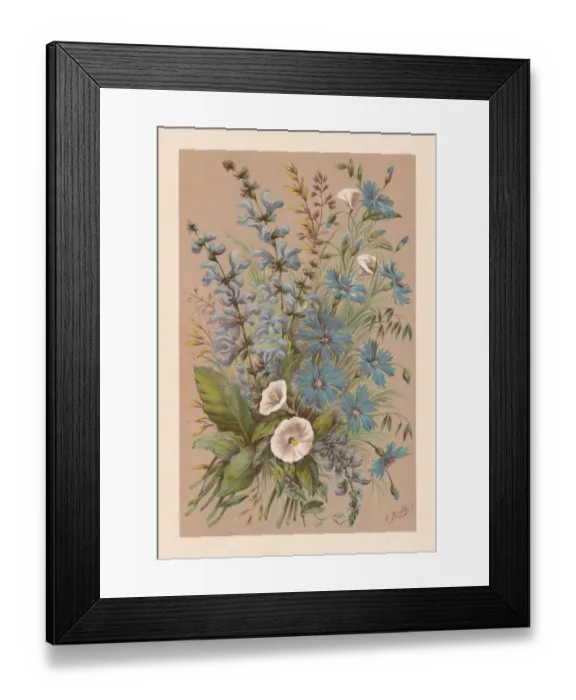 Framed Print : Meadow clary and cornflowers, chromolithograph, published in 1894 Framed Print : Meadow clary and cornflowers, chromolithograph, published in 1894