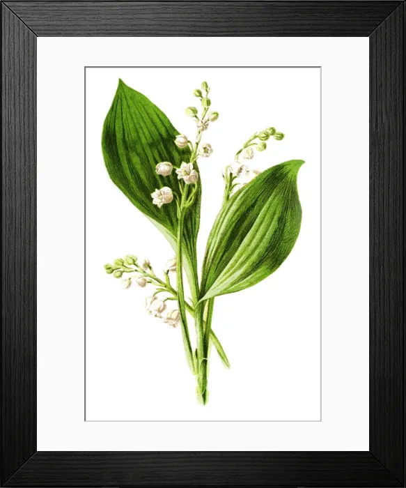 Framed Print : lily of the valley Framed Print : lily of the valley