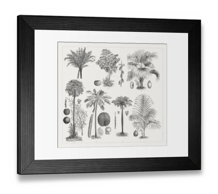 Framed Print : Varios palm trees, wood engravings, published around 1895 Framed Print : Varios palm trees, wood engravings, published around 1895