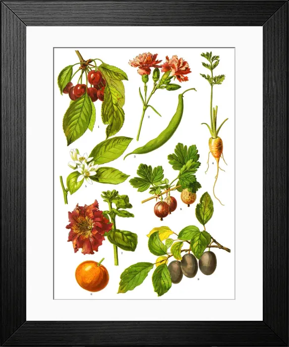 Framed Print : Medicinal and Herbal Plants, 1893, Antique illustration Framed Print : Medicinal and Herbal Plants, 1893, Antique illustration