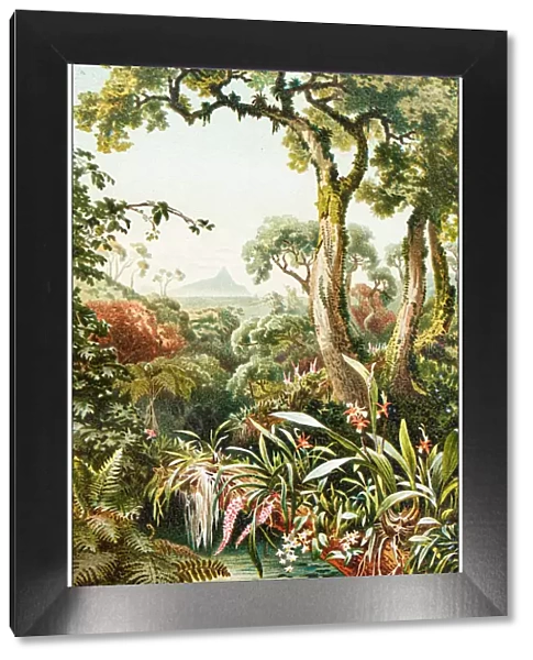 Antique botany illustration: Tropical parasitic plants