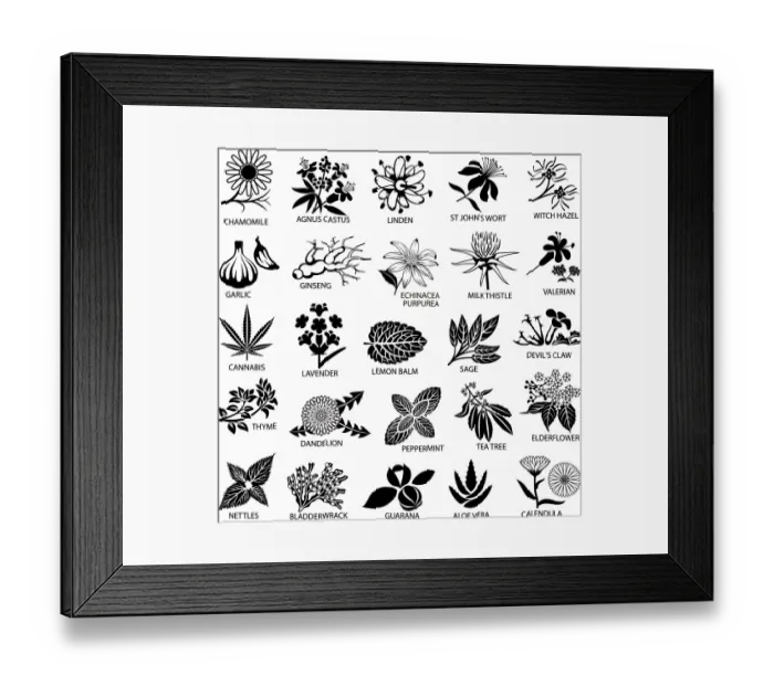 Framed Print : Medicinal and Herbal Plant Illustrations Framed Print : Medicinal and Herbal Plant Illustrations