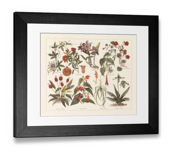 Framed Print : Houseplants, chromolithograph, published in 1897
