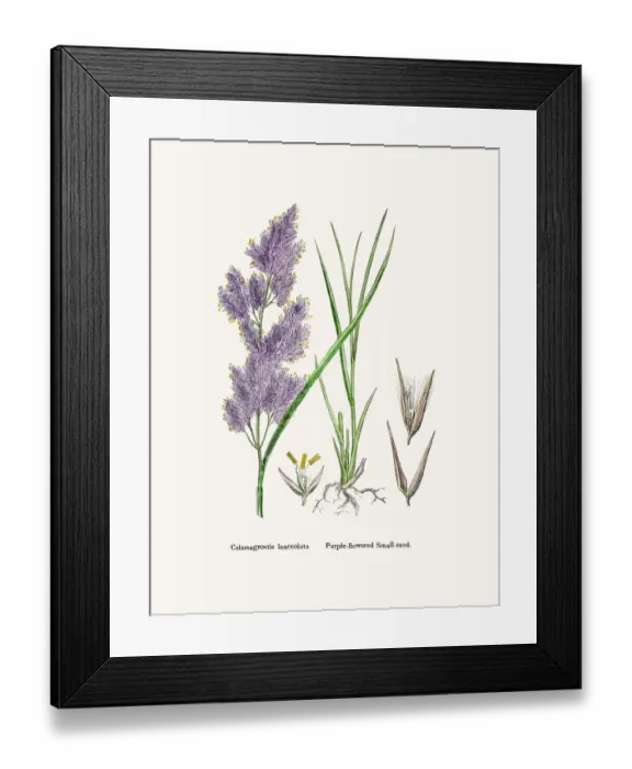 Framed Print : Small Reed grass for Sand dune stabilization Framed Print : Small Reed grass for Sand dune stabilization