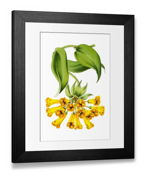 Framed Print : lily of the Incas Astromeria 19th century illustration Framed Print : lily of the Incas Astromeria 19th century illustration
