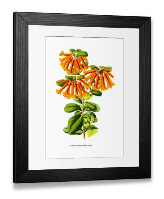 Framed Print : Rhododendron retusum on white 19th century illustration Framed Print : Rhododendron retusum on white 19th century illustration