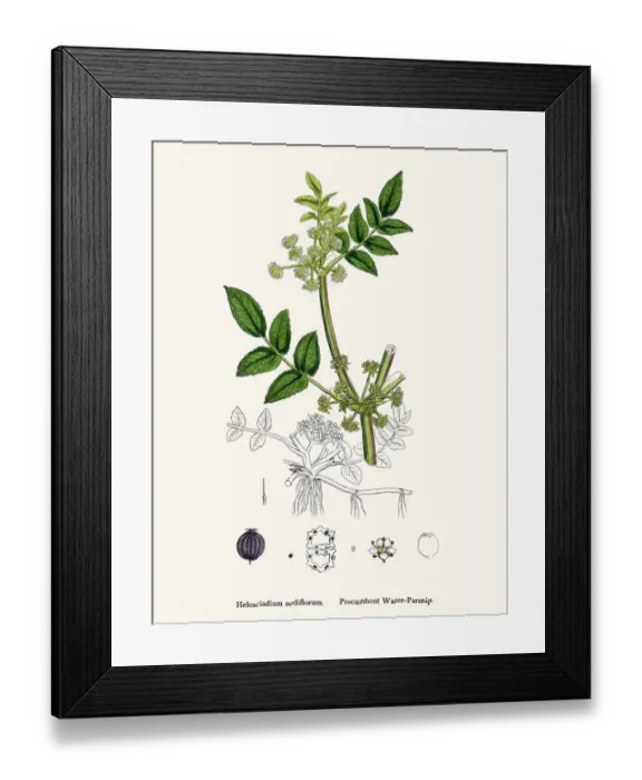 Framed Print : Water Parsnip plant used as diuretic and lazative Framed Print : Water Parsnip plant used as diuretic and lazative