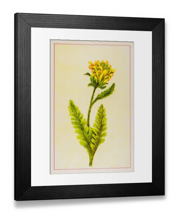 Framed Print : Wood betony Framed Print : Wood betony