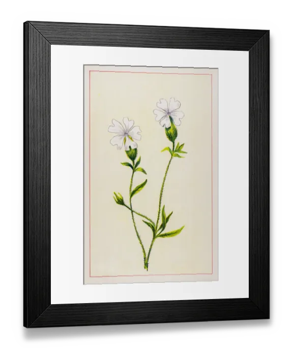 Framed Print : Bladder campion Framed Print : Bladder campion