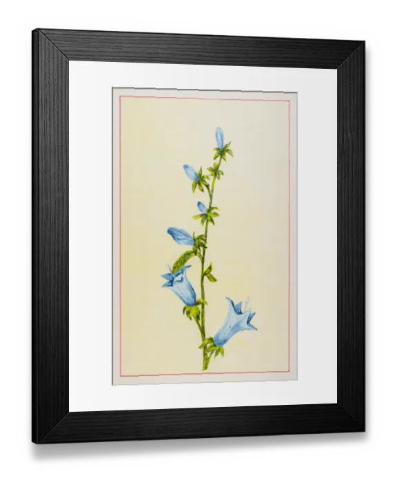 Framed Print : Bellflower Framed Print : Bellflower