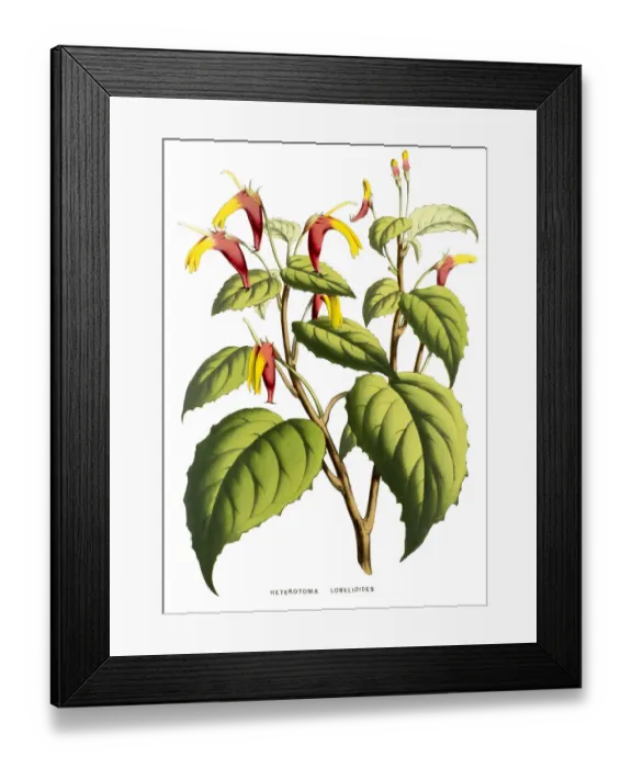 Framed Print : Heterotoma lobelioides, 19th century illustration Framed Print : Heterotoma lobelioides, 19th century illustration