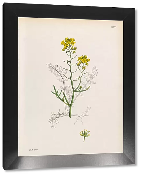 Creeping Yellow Cress, Nasturtium Sylvestre, Victorian Botanical Illustration, 1863
