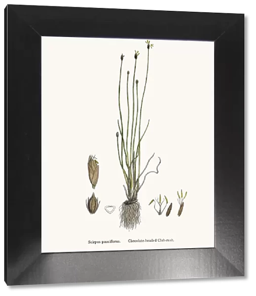 Bulrush grass edible plant used in crafts