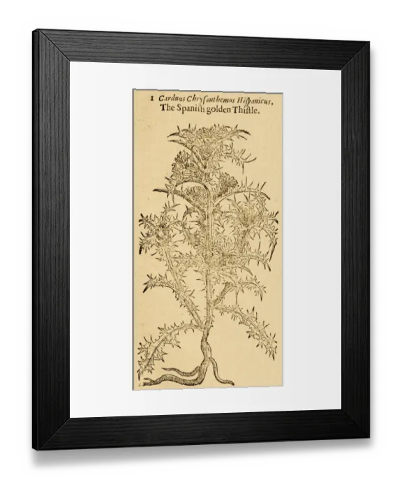 Framed Print : Tristle plant, Carduus, 17 century botanical Framed Print : Tristle plant, Carduus, 17 century botanical