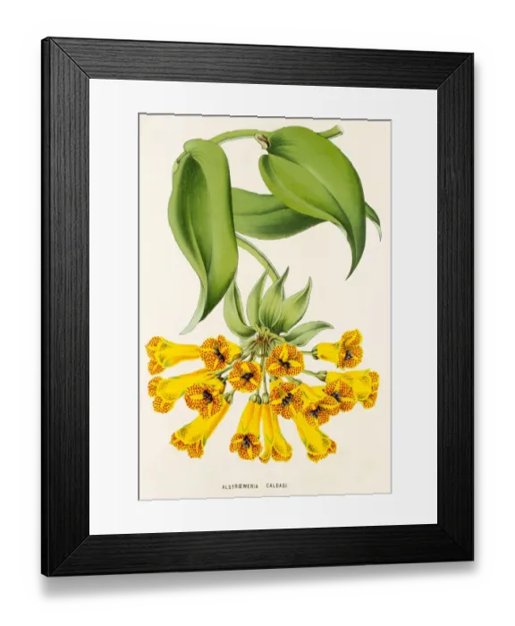 Framed Print : Alstroemeria caldasi, 19th century illustration Framed Print : Alstroemeria caldasi, 19th century illustration