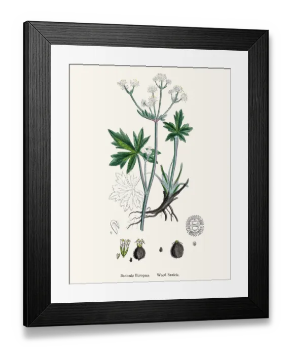 Framed Print : Wood Sanicle against respiratory infections