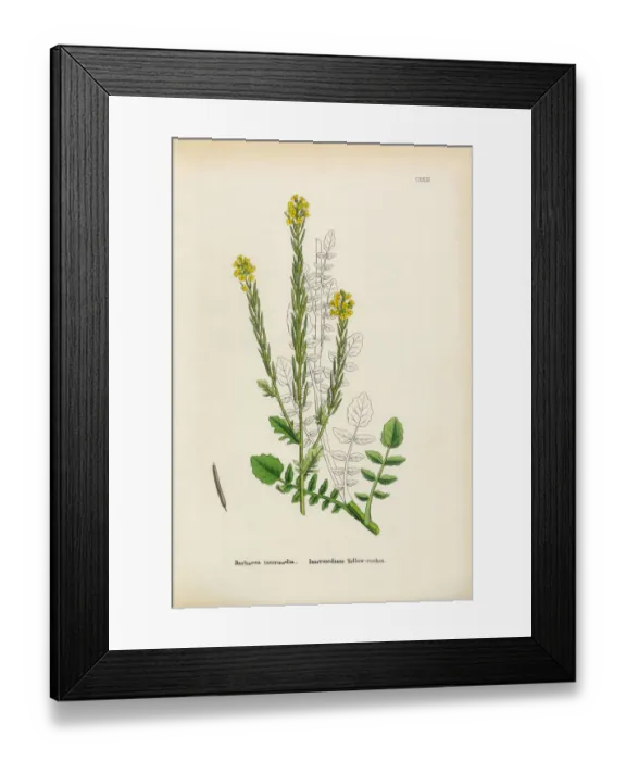Framed Print : Intermediate Yellow Rocket, Barbarea intermedia, Victorian Botanical Illustration, 1863 Framed Print : Intermediate Yellow Rocket, Barbarea intermedia, Victorian Botanical Illustration, 1863