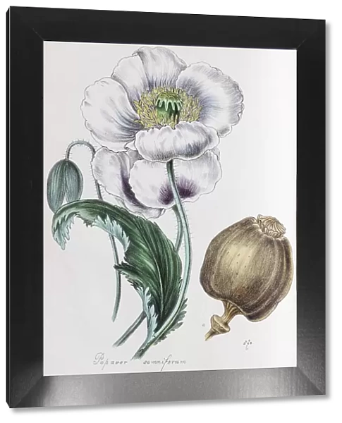 Opium poppy (Papaver somniferum), from Plantae Utiliores or Illustrations of useful plants