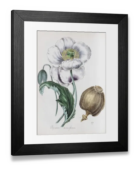 Framed Print : Opium poppy (Papaver somniferum), from Plantae Utiliores or Illustrations of useful plants Framed Print : Opium poppy (Papaver somniferum), from Plantae Utiliores or Illustrations of useful plants