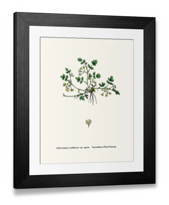 Framed Print : Water Parsnip plant used as diuretic and lazative Framed Print : Water Parsnip plant used as diuretic and lazative