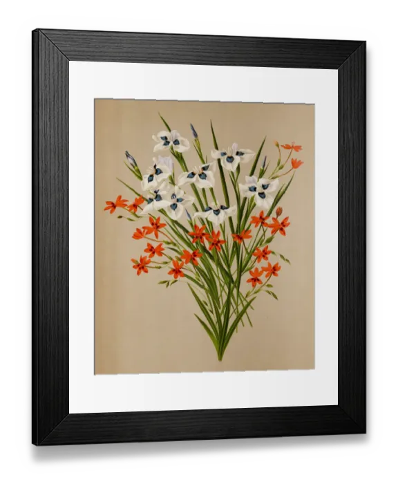 Framed Print : Peacock iris and freesia flowers, a 19th century botanical illustration Framed Print : Peacock iris and freesia flowers, a 19th century botanical illustration