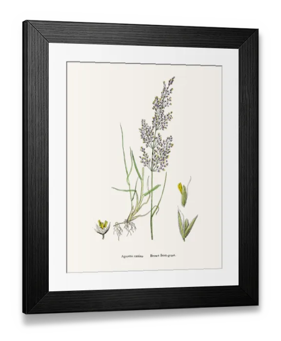 Framed Print : Bentgrass used to feed cattle