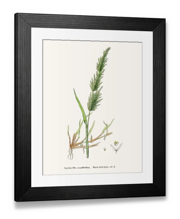 Framed Print : Bentgrass used to feed cattle Framed Print : Bentgrass used to feed cattle