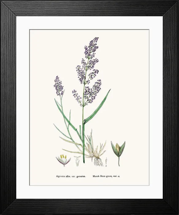 Framed Print : Bentgrass used to feed cattle Framed Print : Bentgrass used to feed cattle