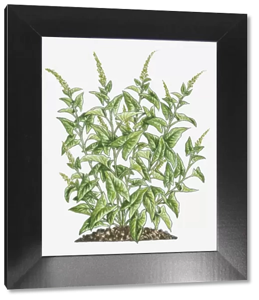 Illustration of Chenopodium bonus-henricus (Good King Henry) bearing green leaves