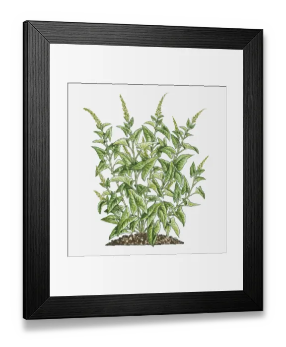 Framed Print : Illustration of Chenopodium bonus-henricus (Good King Henry) bearing green leaves