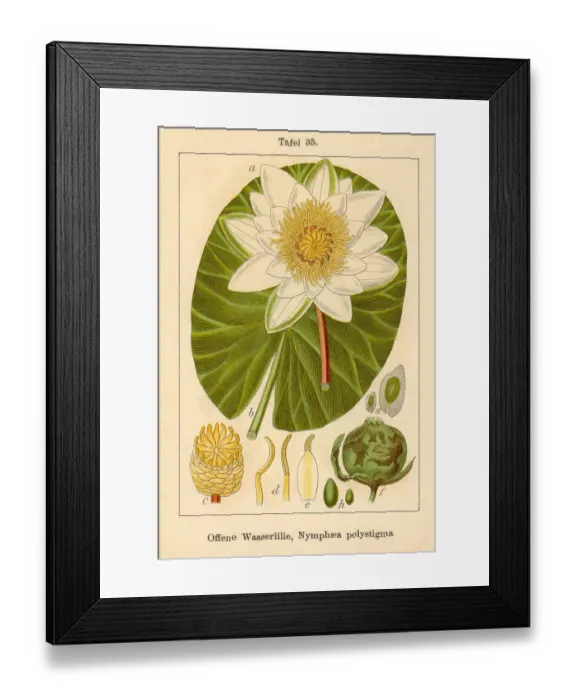 Framed Print : Botanic FiA v05 t35 Nymphaea polystigma Framed Print : Botanic FiA v05 t35 Nymphaea polystigma