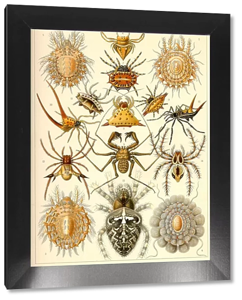 Fauna KdN t066 Epeira - Arachnida