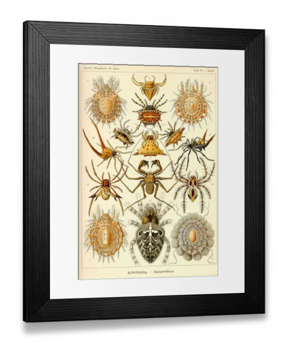 Framed Print : Fauna KdN t066 Epeira - Arachnida