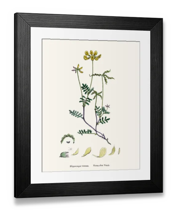 Framed Print : Vetch flower 19th century illustration Framed Print : Vetch flower 19th century illustration