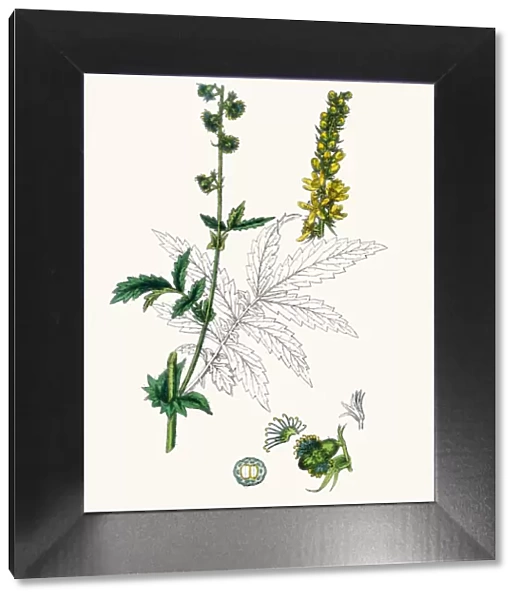 Fragrant agrimony plant 19th century illustration
