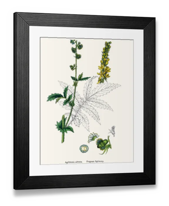 Framed Print : Fragrant agrimony plant 19th century illustration