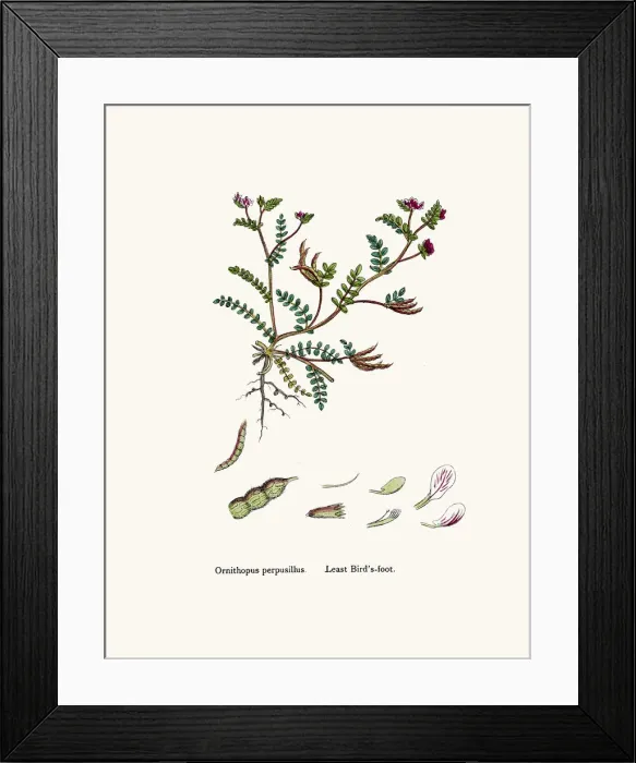 Framed Print : Bird s-foot plant 19th century illustration Framed Print : Bird s-foot plant 19th century illustration