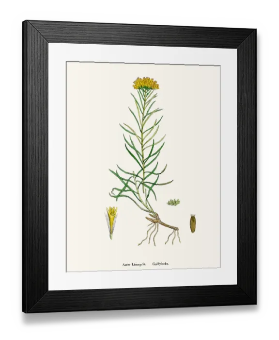 Framed Print : Aster goldenlock flower 19th century illustration Framed Print : Aster goldenlock flower 19th century illustration