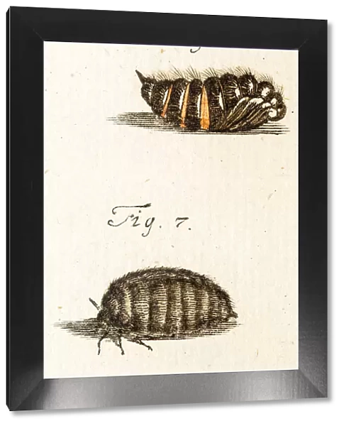Moth, a 18th century scientific illustration