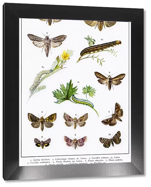Owlet moths, Red Sword-grass moth