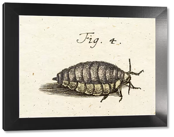 Moth, a 18th century scientific illustration