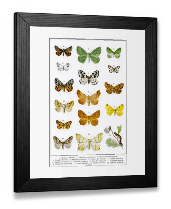 Framed Print : Owlet, magpie and other moths Framed Print : Owlet, magpie and other moths