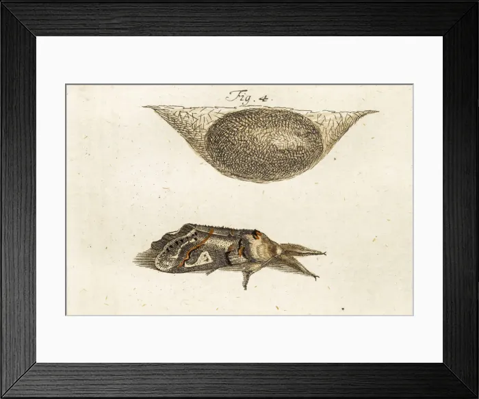 Framed Print : Moth, a 18th century scientific illustration Framed Print : Moth, a 18th century scientific illustration