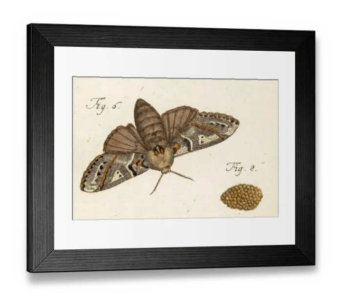 Framed Print : Moth, a 18th century scientific illustration Framed Print : Moth, a 18th century scientific illustration