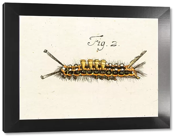 caterpillar, a 18th century scientific illustration