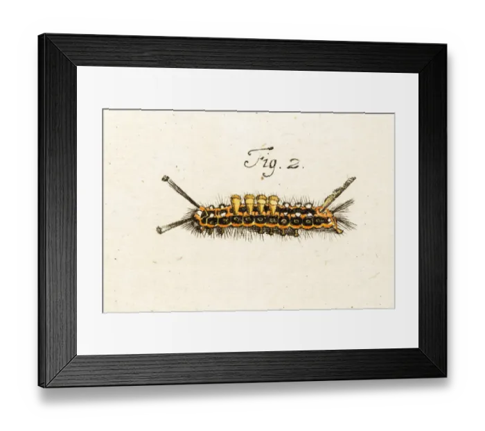 Framed Print : caterpillar, a 18th century scientific illustration